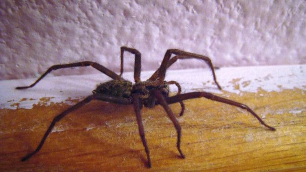 Grosse araignée dans la maison 1